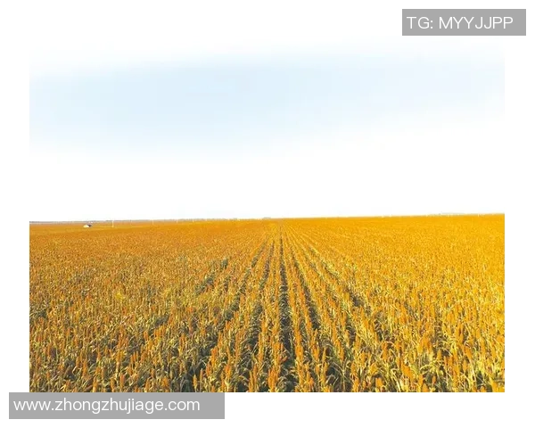 山西汾酒股份聚焦高质量发展推动中国白酒产业创新升级